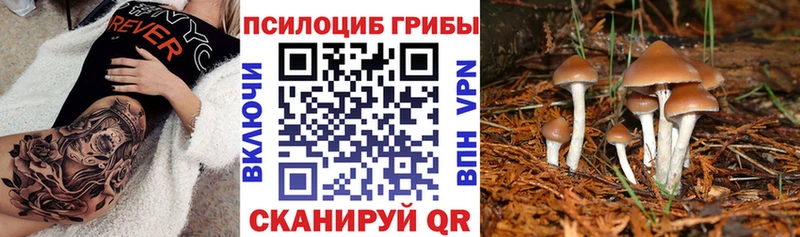 Псилоцибиновые грибы Psilocybine cubensis  гидра tor  Североморск 